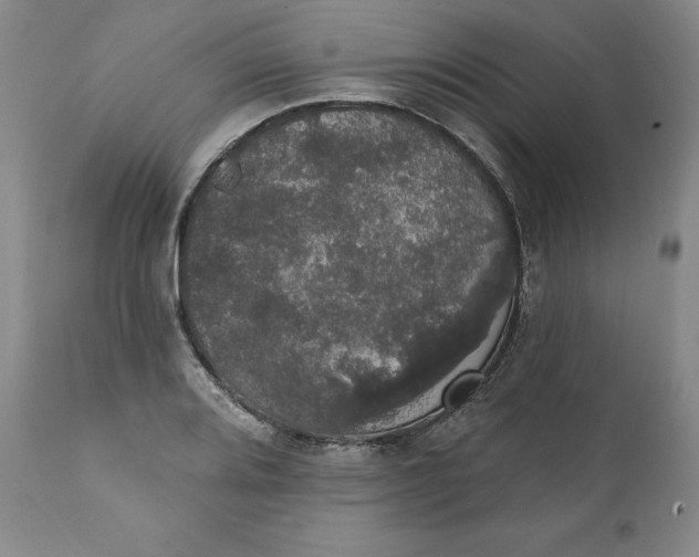 X0000111441080200907271124