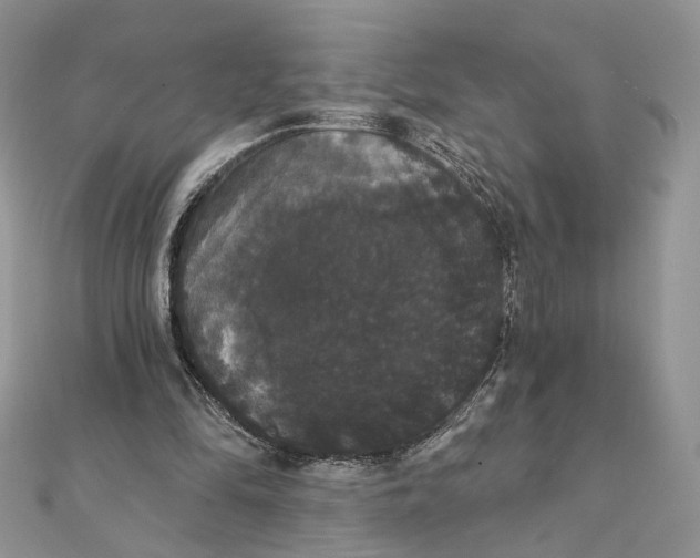 X0000111440294200908031358