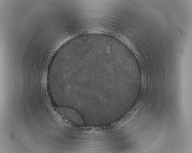 X0000111440434200908031355