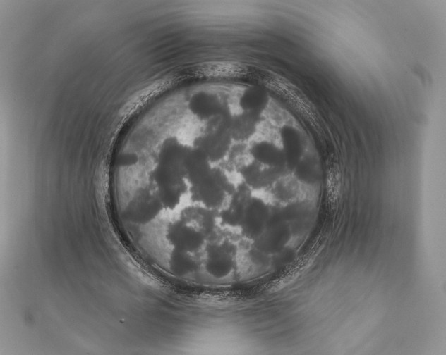 X0000111440725200908031352