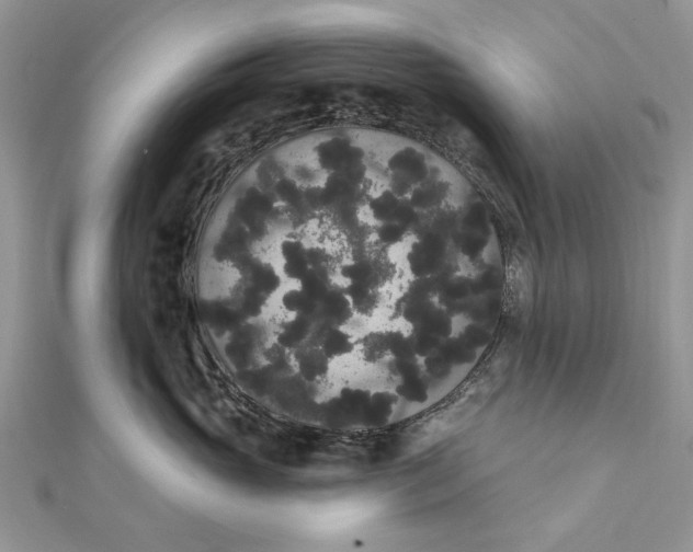 X0000111440765200908031352