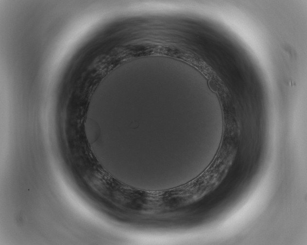 X0000111440766200908031352