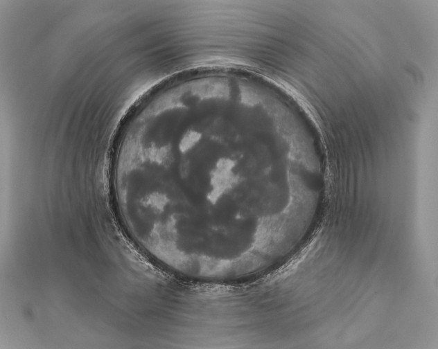 X0000111440783200908031351