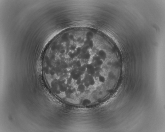 X0000111440925200908031349