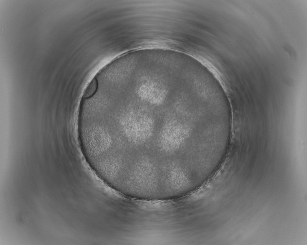 X0000111440949200908031350