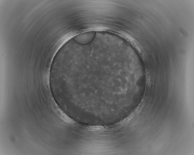 X0000111441186200908031346