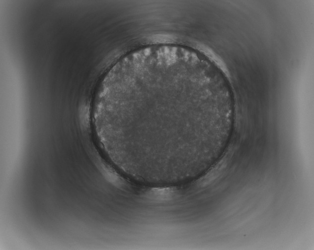 X0000111440057200908101023