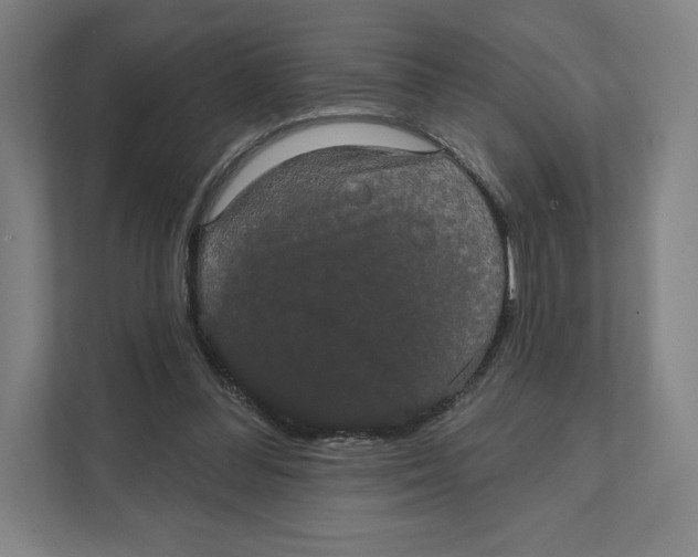 X0000111440300200908101020