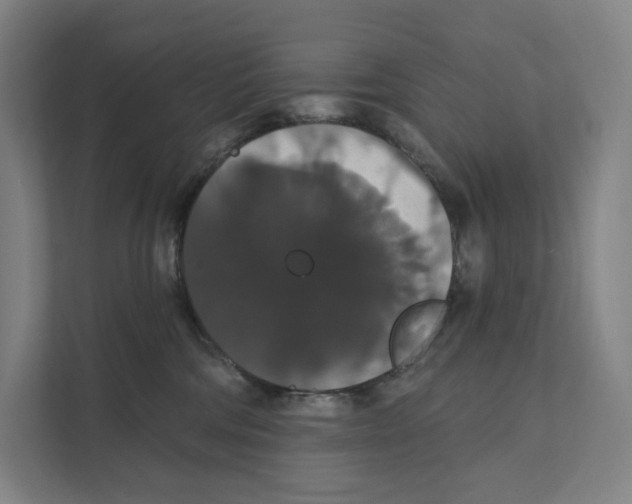 X0000111440330200908101019