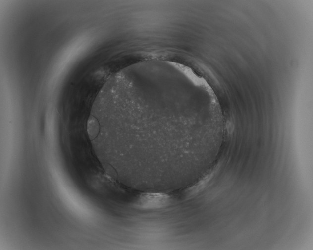 X0000111440429200908101018