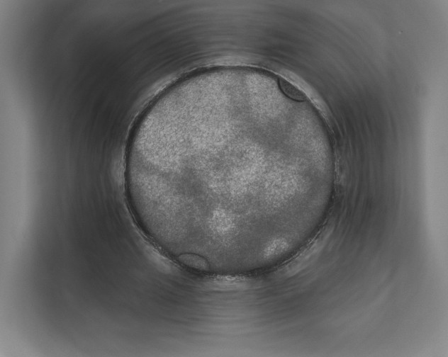 X0000111440437200908101018