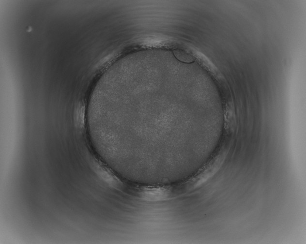 X0000111440454200908101018