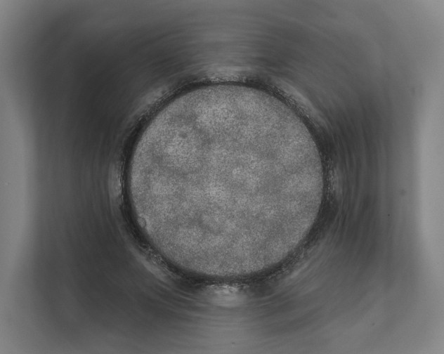 X0000111440687200908101015