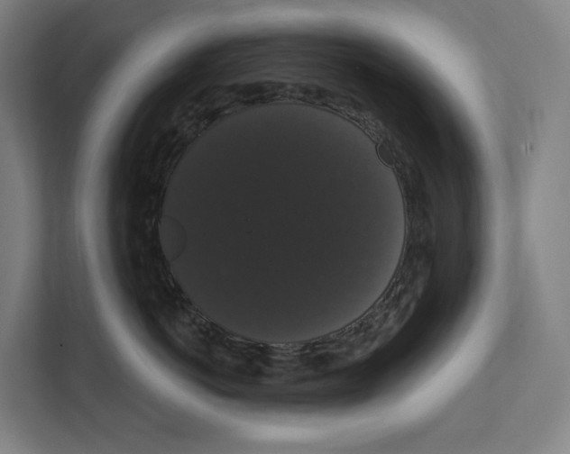 X0000111440766200908101014