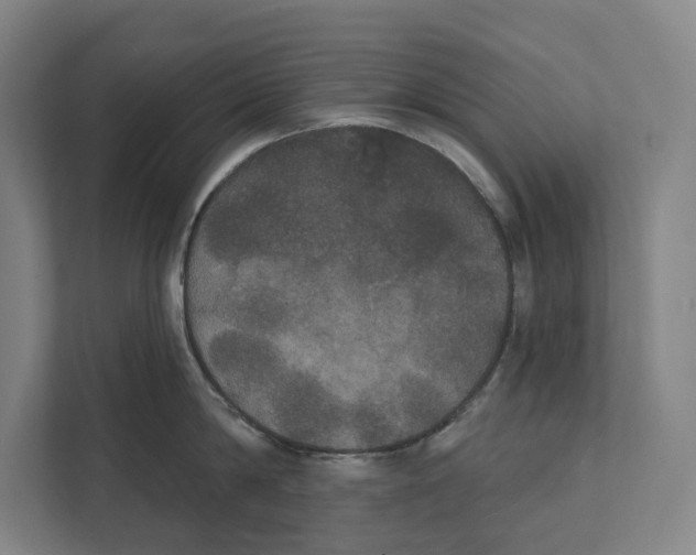 X0000111440814200908101013