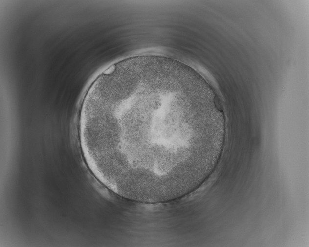 X0000111440816200908101013