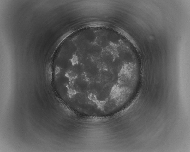 X0000111440829200908101013