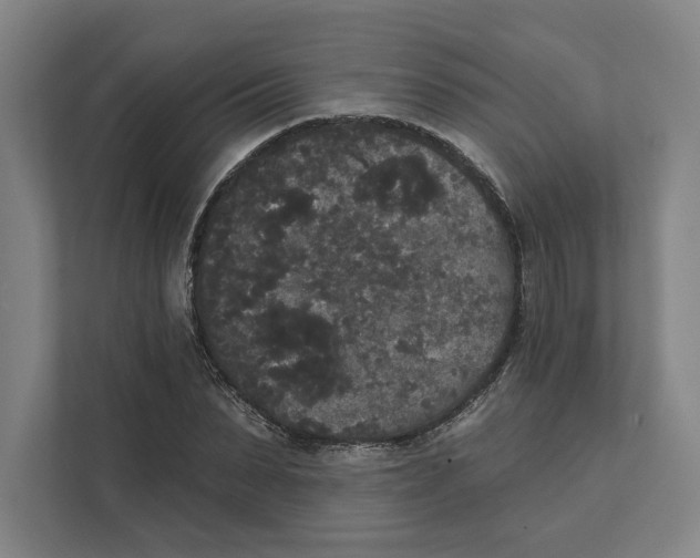 X0000111440879200908101012