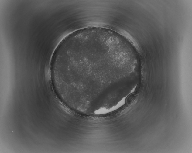 X0000111440924200908101011