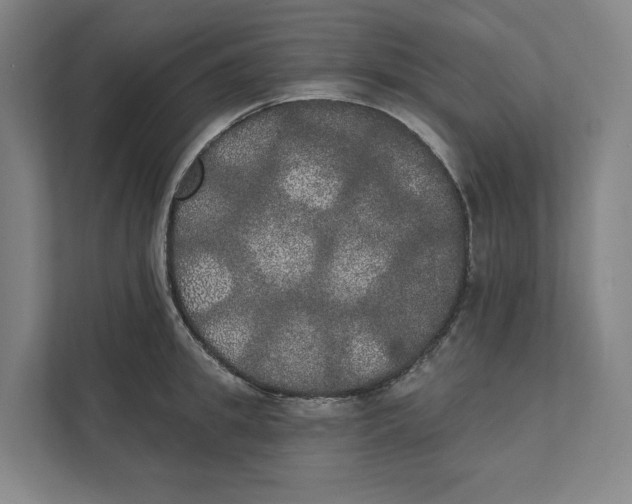 X0000111440949200908101012