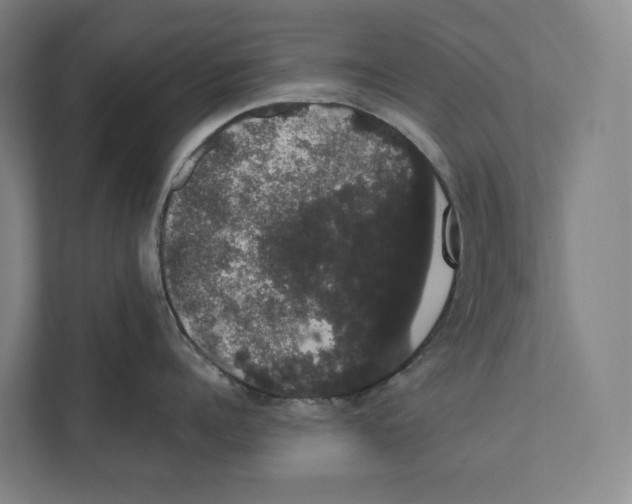 X0000111440960200908101012