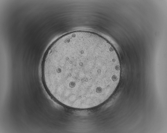 X0000111440999200908101011