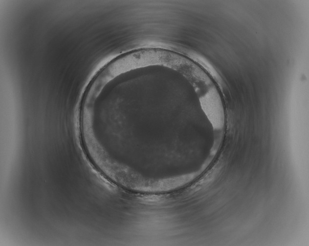 X0000111441048200908101011