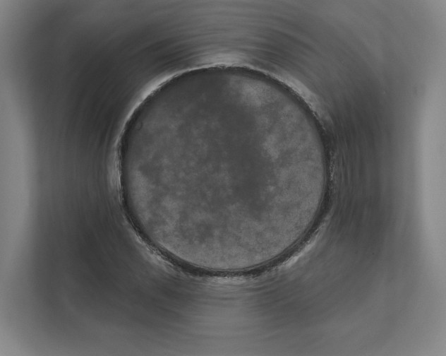 X0000111441118200908101009