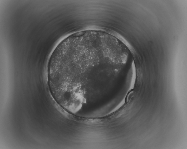 X0000111441148200908101009