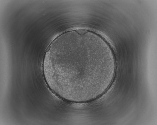 X0000111441185200908101008