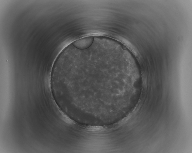 X0000111441186200908101008