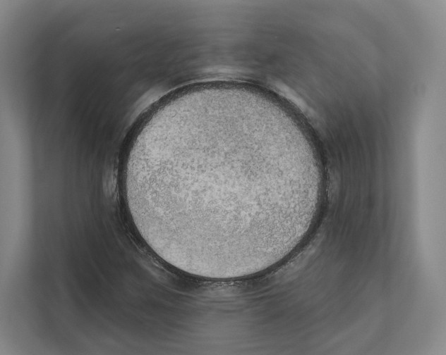 X0000111441259200908101007