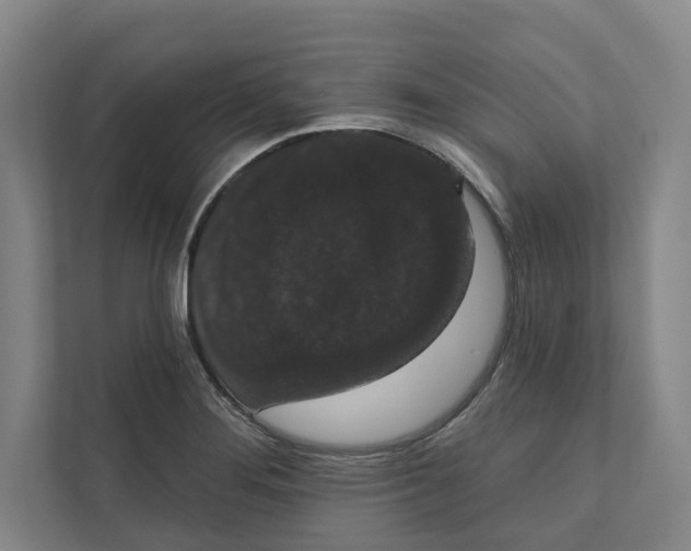 X0000111441276200908101007