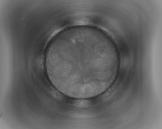 X0000111441314200908101007