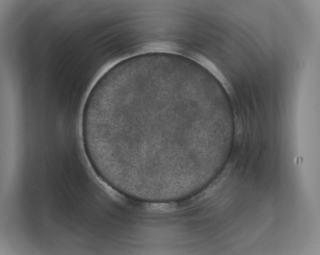 X0000111441339200908101007