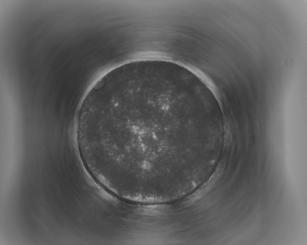 X0000111441390200908101006