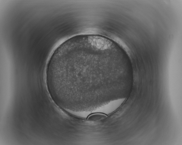 X0000111441480200908101005