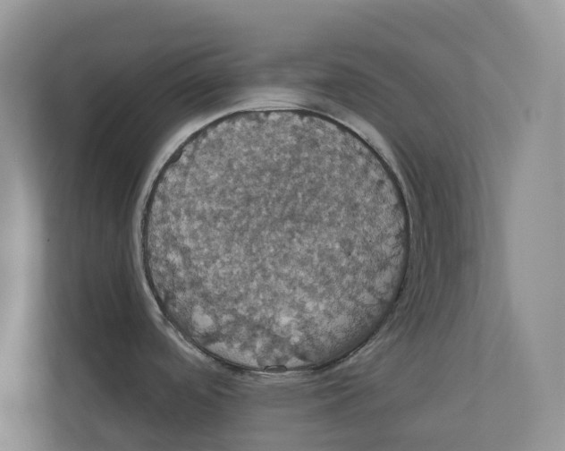 X0000111441488200908101004