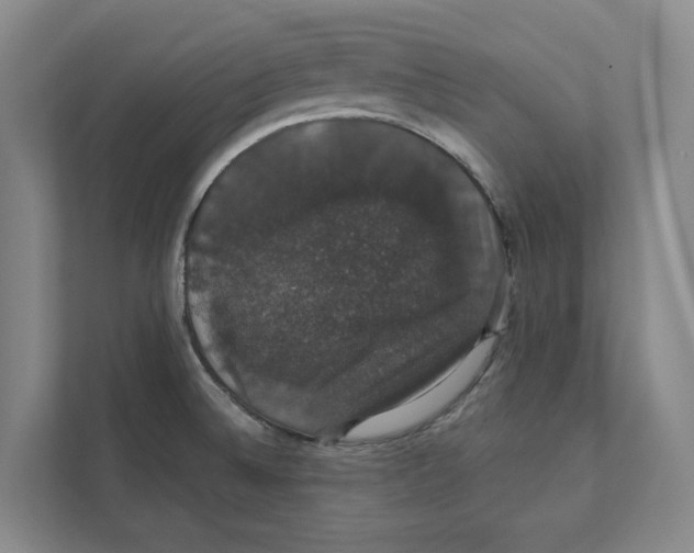 X0000111441524200908101004