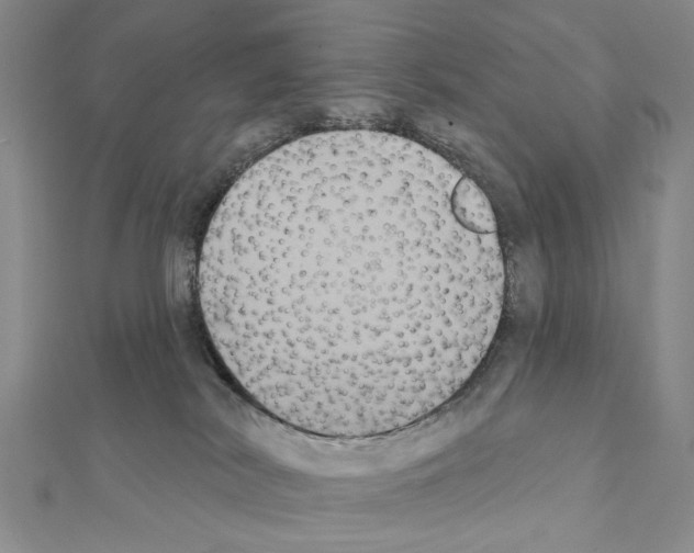 X0000111440038200908241153