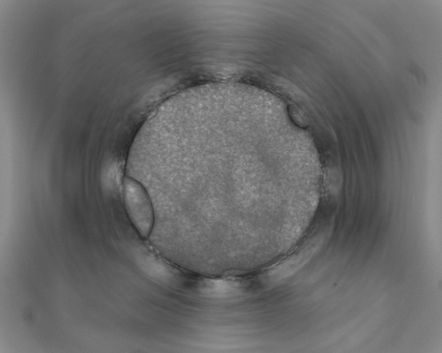 X0000111440286200908241150