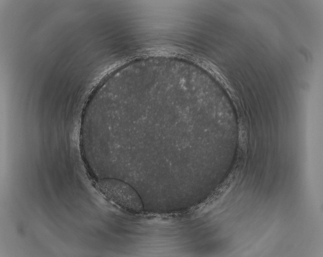 X0000111440434200908241147