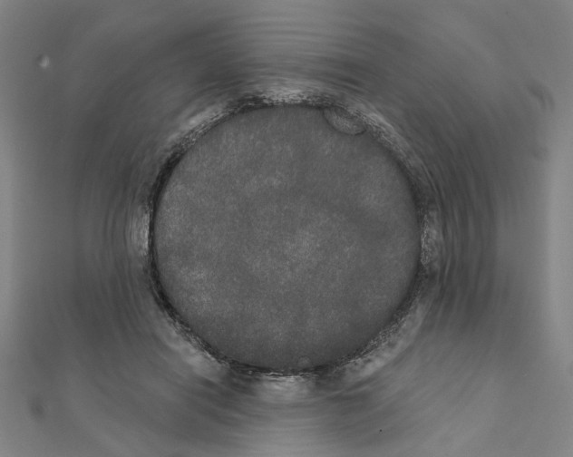 X0000111440454200908241147