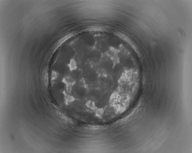 X0000111440829200908241142