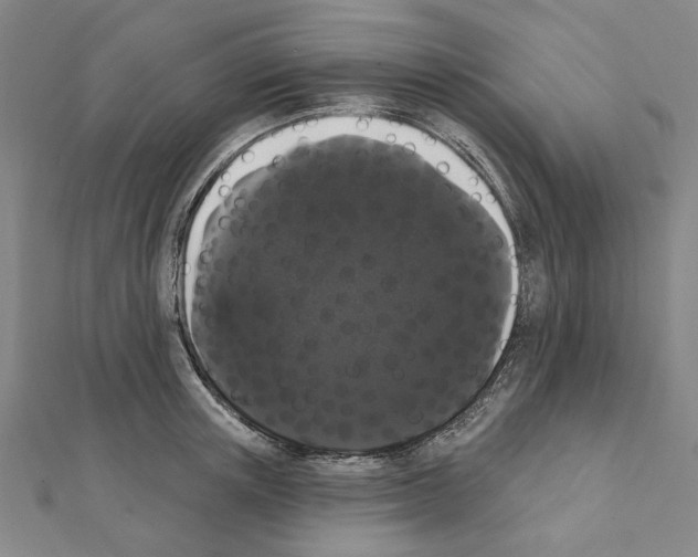 X0000111440851200908241142
