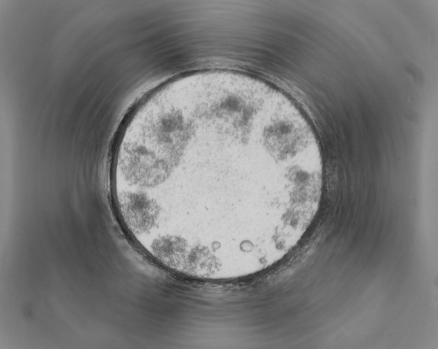 X0000111440987200908241140