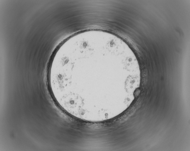 X0000111440991200908241140