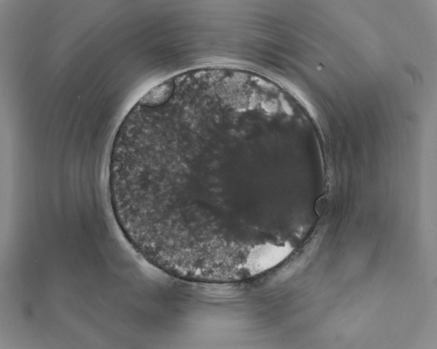 X0000111441007200908241140