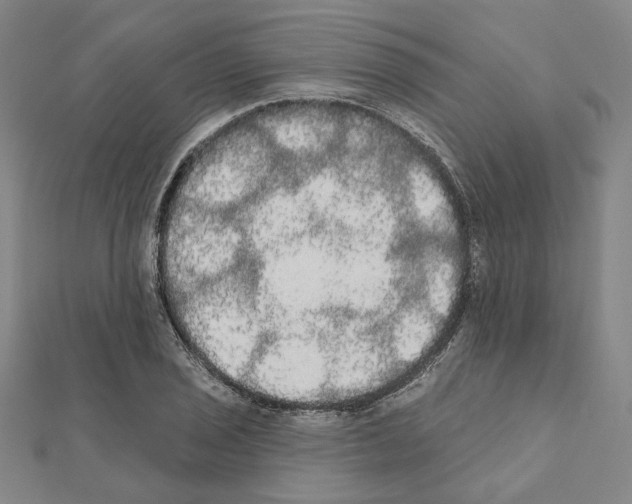 X0000111441029200908241139