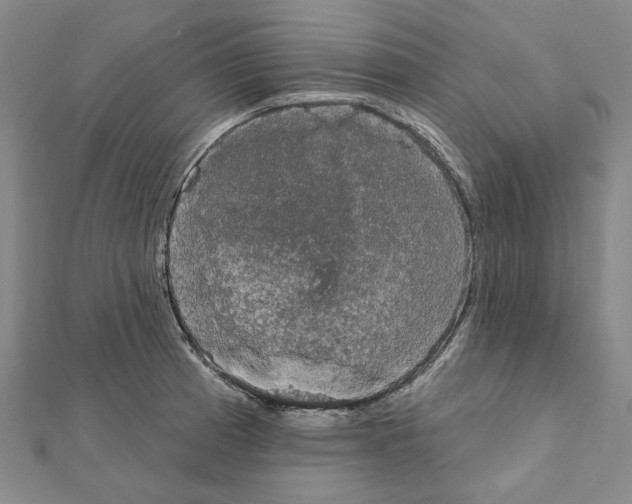X0000111441185200908241137
